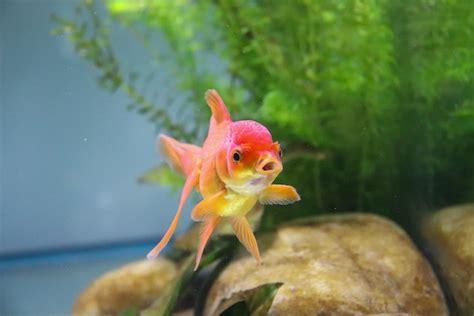 養魚推薦|適合新手養魚品種 : 6種入門淡水魚